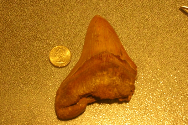 Creation of Whatchamacallitasaurus: Step 6